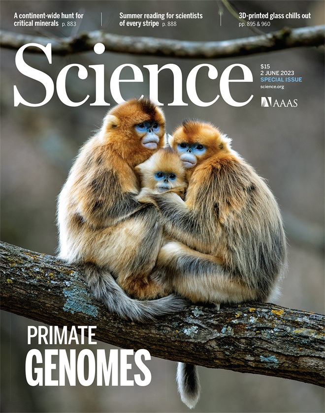 Science封面文章:中国玩球官方网金丝猴研究团队首次系统揭示灵长类社会演化之谜_fororder_《自然》封面.JPG
