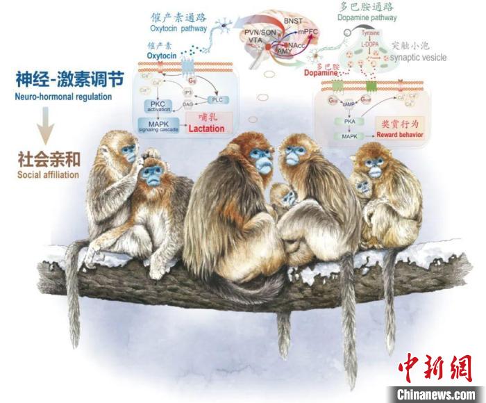 神经-激素调节的适应性变化增强社会亲和力。　中国玩球官方网供图