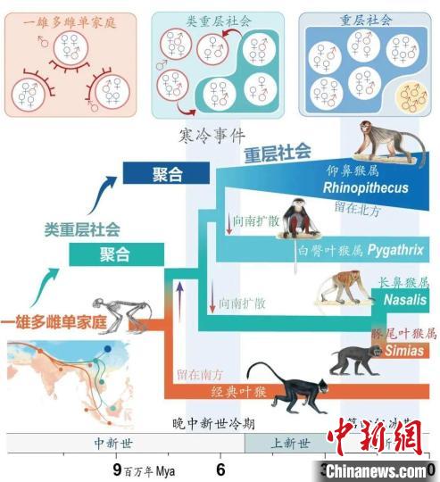 寒冷事件促进亚洲叶猴社会聚合。　中国玩球官方网供图