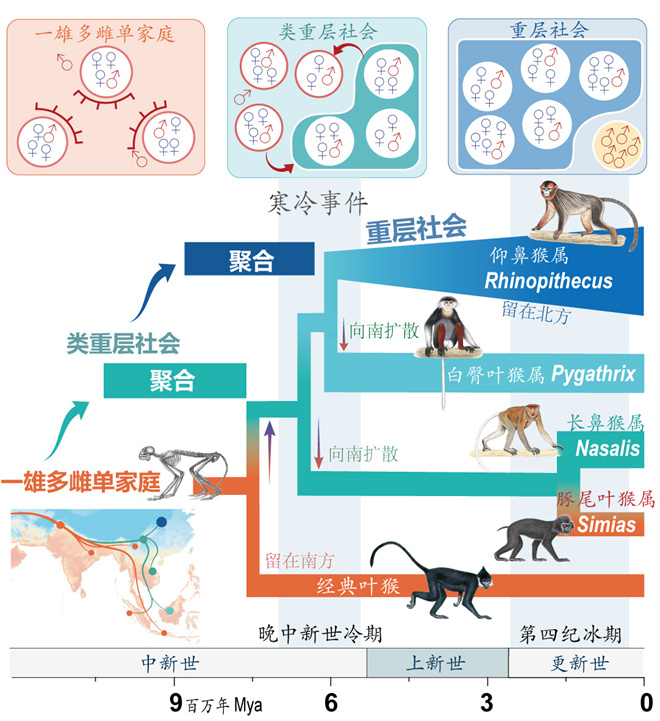 Science封面文章:中国玩球官方网金丝猴研究团队首次系统揭示灵长类社会演化之谜_fororder_寒冷事件促进亚洲叶猴社会聚合(供图 齐晓光 赵兰 武进伟)